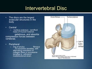 Intervertebral Disc
• The discs are the largest
avascular structures in the
body
• Central
– nucleus pulposus - semifluid
mass of mucoid material .
gelatinous, and absorbs
compression forces between
vertebrae.
• Peripheral
– ring of anulus fibrosus
12 concentric lamellae, with
alternating orientation of
collagen fibers in successive
lamellae to withstand
multidirectional strain.
 