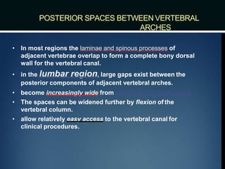 POSTERIOR SPACES BETWEEN VERTEBRAL
ARCHES
• In most regions the laminae and spinous processes of
adjacent vertebrae overlap to form a complete bony dorsal
wall for the vertebral canal.
• in the lumbar region, large gaps exist between the
posterior components of adjacent vertebral arches.
• become increasingly wide from vertebra LI to vertebra LV.
• The spaces can be widened further by flexion of the
vertebral column.
• allow relatively easy access to the vertebral canal for
clinical procedures.
 