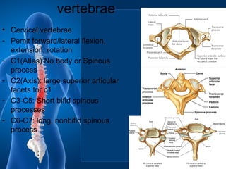 Anatomy and physiology of Vertebrae and spinal cord | PPT