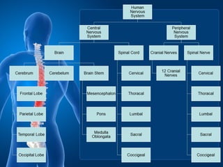 Anatomy and physiology of Vertebrae and spinal cord | PPT