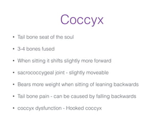 Coccyx
• Tail bone seat of the soul
• 3-4 bones fused
• When sitting it shifts slightly more forward
• sacrococcygeal joint - slightly moveable
• Bears more weight when sitting of leaning backwards
• Tail bone pain - can be caused by falling backwards
• coccyx dysfunction - Hooked coccyx
 