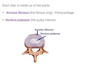 Each disc is made up of two parts:
• Annulus ﬁbrosus (the ﬁbrous ring) - Fibrocartilage
• Nucleus pulposus (the pulpy interior).
 