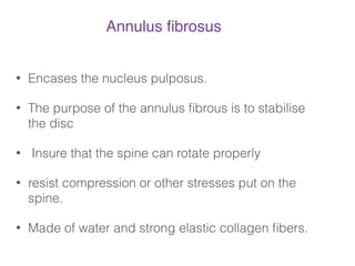 • Encases the nucleus pulposus.
• The purpose of the annulus ﬁbrous is to stabilise
the disc
• Insure that the spine can rotate properly
• resist compression or other stresses put on the
spine.
• Made of water and strong elastic collagen ﬁbers.
Annulus ﬁbrosus!
 