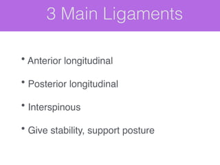 3 Main Ligaments
• Anterior longitudinal!
!
• Posterior longitudinal!
!
• Interspinous!
!
• Give stability, support posture!
 