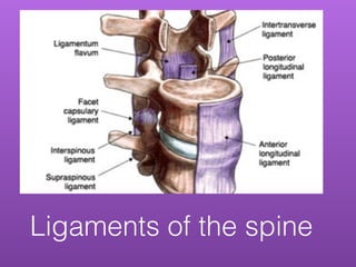 Ligaments of the spine
 