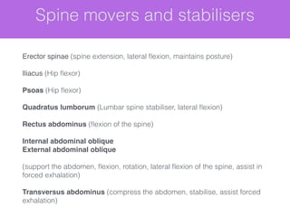 Spine movers and stabilisers
!
Erector spinae (spine extension, lateral ﬂexion, maintains posture)
!
Iliacus (Hip ﬂexor)
!
Psoas (Hip ﬂexor)
!
Quadratus lumborum (Lumbar spine stabiliser, lateral ﬂexion)
!
Rectus abdominus (ﬂexion of the spine)
!
Internal abdominal oblique!
External abdominal oblique !
!
(support the abdomen, ﬂexion, rotation, lateral ﬂexion of the spine, assist in
forced exhalation)
!
Transversus abdominus (compress the abdomen, stabilise, assist forced
exhalation)
 