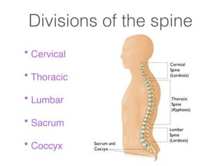Divisions of the spine
!
• Cervical!
!
• Thoracic !
!
• Lumbar !
!
• Sacrum!
!
• Coccyx!
 