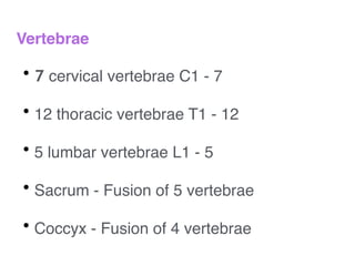 Vertebrae
!
• 7 cervical vertebrae C1 - 7!
!
• 12 thoracic vertebrae T1 - 12!
!
• 5 lumbar vertebrae L1 - 5!
!
• Sacrum - Fusion of 5 vertebrae!
!
• Coccyx - Fusion of 4 vertebrae
 