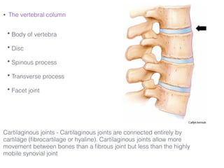 • The vertebral column
!
• Body of vertebra
!
• Disc
!
• Spinous process
!
• Transverse process
!
• Facet joint
!
!
!
!
!
Cartilaginous joints - Cartilaginous joints are connected entirely by
cartilage (ﬁbrocartilage or hyaline). Cartilaginous joints allow more
movement between bones than a ﬁbrous joint but less than the highly
mobile synovial joint
 
