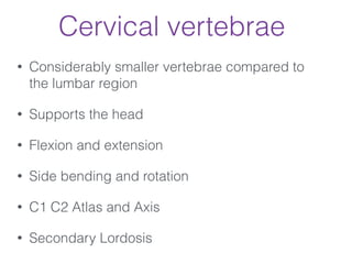 Cervical vertebrae
• Considerably smaller vertebrae compared to
the lumbar region
• Supports the head
• Flexion and extension
• Side bending and rotation
• C1 C2 Atlas and Axis
• Secondary Lordosis
 