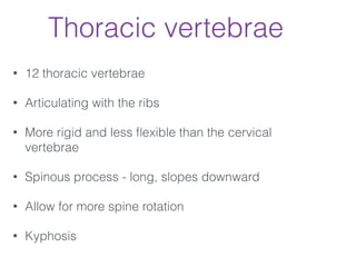 Thoracic vertebrae
• 12 thoracic vertebrae
• Articulating with the ribs
• More rigid and less ﬂexible than the cervical
vertebrae
• Spinous process - long, slopes downward
• Allow for more spine rotation
• Kyphosis
 