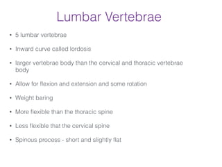 Lumbar Vertebrae
• 5 lumbar vertebrae
• Inward curve called lordosis
• larger vertebrae body than the cervical and thoracic vertebrae
body
• Allow for ﬂexion and extension and some rotation
• Weight baring
• More ﬂexible than the thoracic spine
• Less ﬂexible that the cervical spine
• Spinous process - short and slightly ﬂat
 