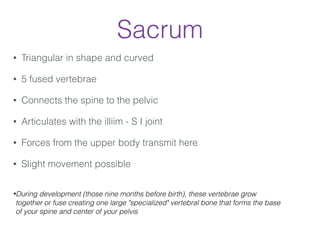 Sacrum
• Triangular in shape and curved
• 5 fused vertebrae
• Connects the spine to the pelvic
• Articulates with the illiim - S I joint
• Forces from the upper body transmit here
• Slight movement possible
!
•During development (those nine months before birth), these vertebrae grow
together or fuse creating one large "specialized" vertebral bone that forms the base
of your spine and center of your pelvis
 