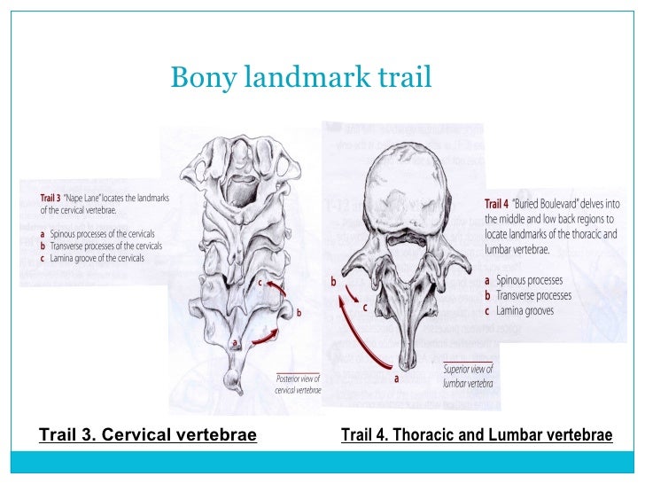 Spine And Thorax 1