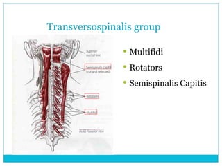 Transversospinalis group ,[object Object],[object Object],[object Object]