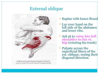 Palpating Ribs Spine And Thorax 2 | PPT