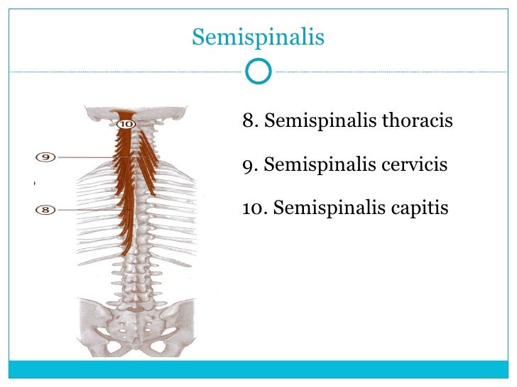 Spine And Thorax 2