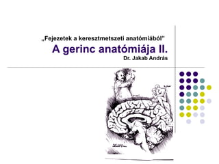 „ Fejezetek a keresztmetszeti anatómiából”   A gerinc anatómiája II.  Dr. Jakab András 