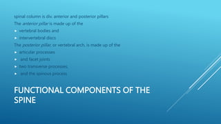 FUNCTIONAL COMPONENTS OF THE
SPINE
spinal column is div. anterior and posterior pillars
The anterior pillar is made up of the
 vertebral bodies and
 intervertebral discs
The posterior pillar, or vertebral arch, is made up of the
 articular processes
 and facet joints
 two transverse processes,
 and the spinous process
 