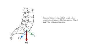 Comprehensive Overview of Spine Anatomy and Function | PPTX
