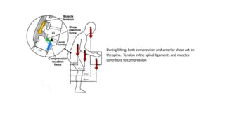 Comprehensive Overview of Spine Anatomy and Function | PPTX