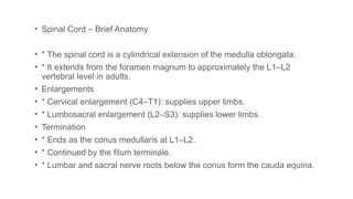 Conus Form Comprehensive Overview of Spine Anatomy and Function | PPTX