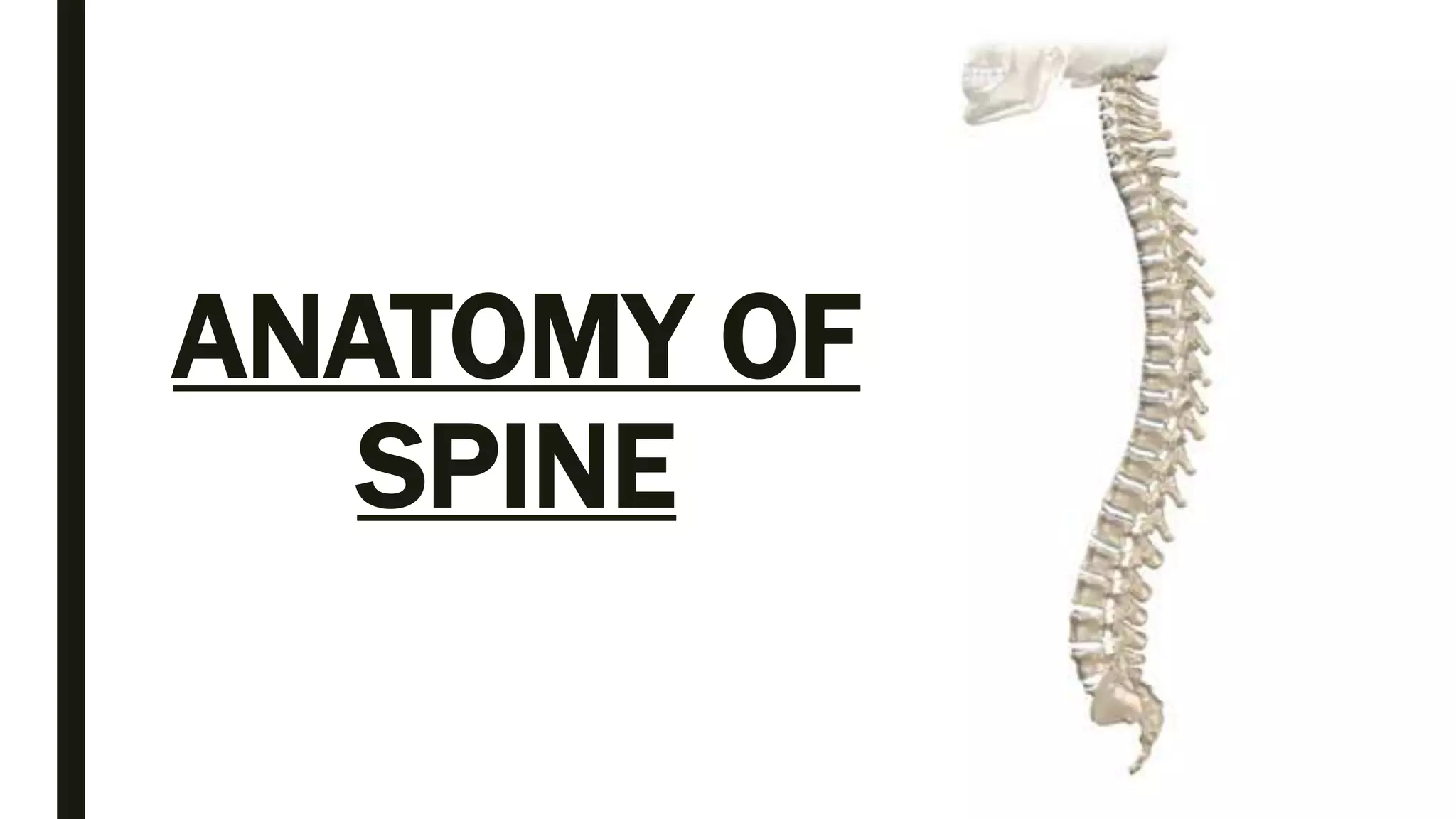 Spinal Presentation Spine anatomy and xray of spine ppt by Dr Pratik | PPTX