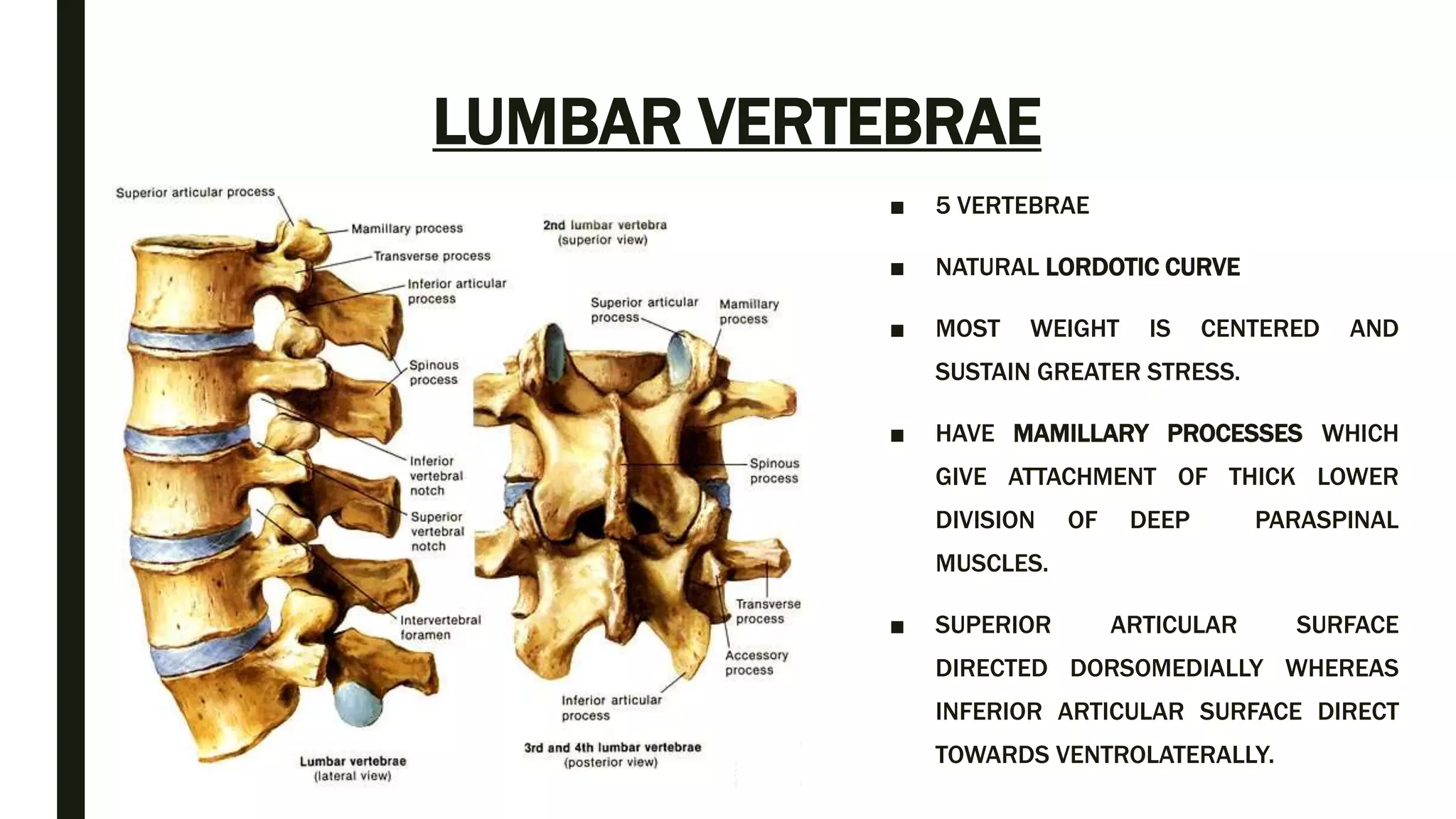 Spinal Presentation Spine anatomy and xray of spine ppt by Dr Pratik | PPTX