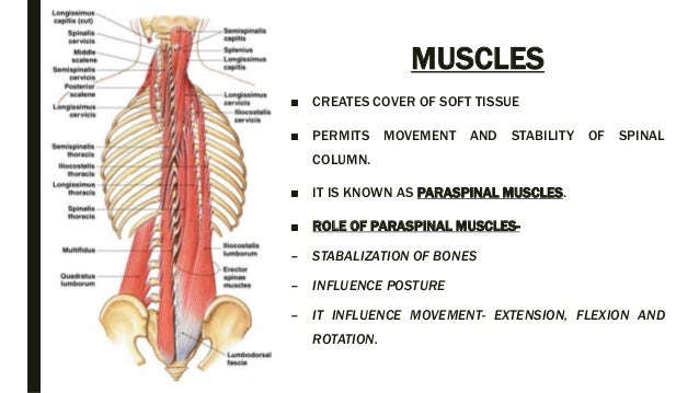 Lumbar Muscles Anatomy