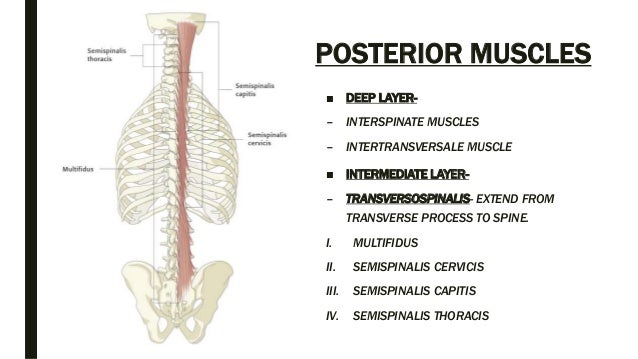 Spine anatomy and xray of spine ppt by Dr Pratik
