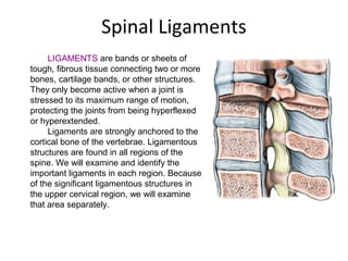 Spine anatomy (basic spine 2009)