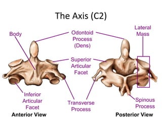 Spine anatomy (basic spine 2009)