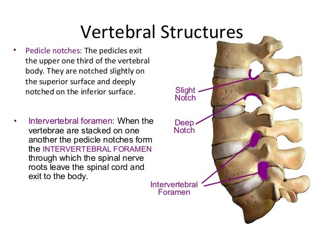Spine anatomy (basic spine 2009)