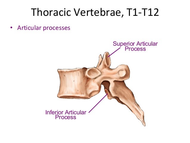 Spine anatomy (basic spine 2009)