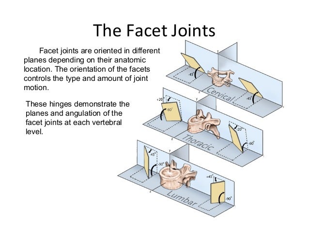 Spine anatomy (basic spine 2009)