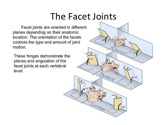 Spine anatomy (basic spine 2009)