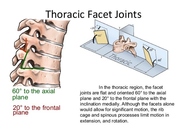parts of the spine parts of the spine