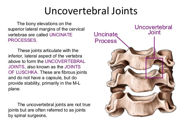 Spine anatomy (basic spine 2009)