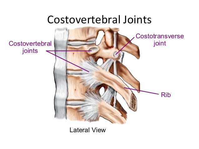 Spine anatomy (basic spine 2009)