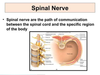 ANATOMY OF SPINE AND SPINAL CORD ppt | PPTX
