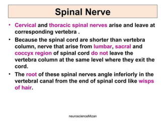 ANATOMY OF SPINE AND SPINAL CORD ppt | PPTX