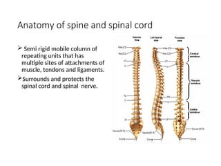 Semi Rigid Spine Levels Spine and spinal cord injury-Yetsedaw.ppt