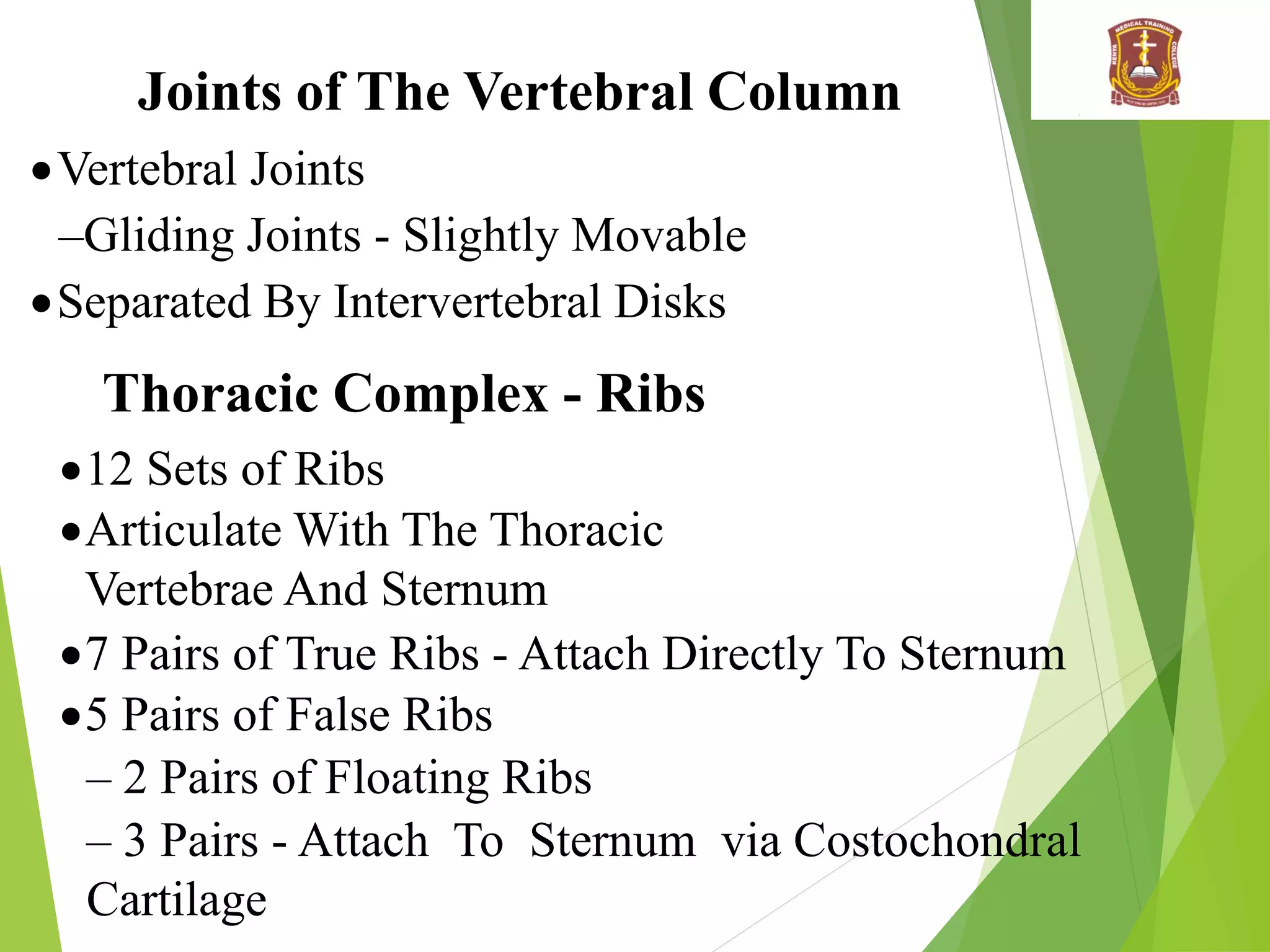 Joints of The Vertebral Column
Vertebral Joints
–Gliding Joints - Slightly Movable
Separated By Intervertebral Disks
Thoracic Complex - Ribs
12 Sets of Ribs
Articulate With The Thoracic
Vertebrae And Sternum
7 Pairs of True Ribs - Attach Directly To Sternum
5 Pairs of False Ribs
– 2 Pairs of Floating Ribs
– 3 Pairs - Attach To Sternum via Costochondral
Cartilage
 