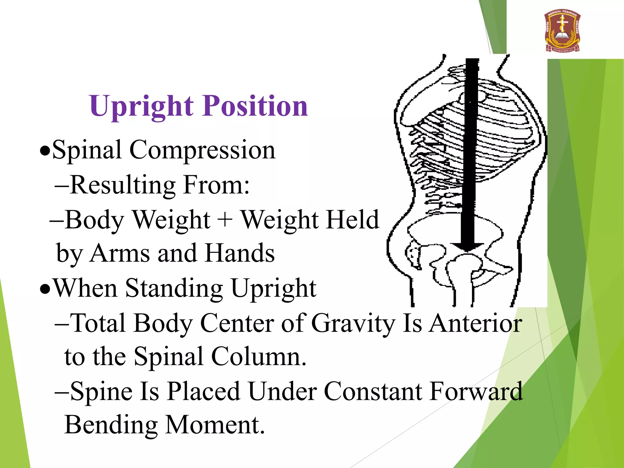 Upright Position
Spinal Compression
Resulting From:
Body Weight + Weight Held
by Arms and Hands
When Standing Upright
Total Body Center of Gravity Is Anterior
to the Spinal Column.
Spine Is Placed Under Constant Forward
Bending Moment.
 