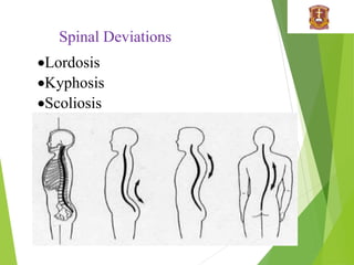 Spinal Deviations
Lordosis
Kyphosis
Scoliosis
 