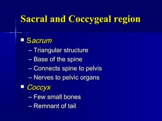 Sacral and Coccygeal regionSacral and Coccygeal region
 SSacrumacrum
– Triangular structureTriangular structure
– Base of the spineBase of the spine
– Connects spine to pelvisConnects spine to pelvis
– Nerves to pelvic organsNerves to pelvic organs
 CoccyxCoccyx
– Few small bonesFew small bones
– Remnant of tailRemnant of tail
 