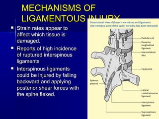 MECHANISMS OFMECHANISMS OF
LIGAMENTOUS INJURYLIGAMENTOUS INJURY
 Strain rates appear toStrain rates appear to
affect which tissue isaffect which tissue is
damaged.damaged.
 Reports of high incidenceReports of high incidence
of ruptured interspinousof ruptured interspinous
ligamentsligaments
 Interspinous ligamentsInterspinous ligaments
could be injured by fallingcould be injured by falling
backward and applyingbackward and applying
posterior shear forces withposterior shear forces with
the spine flexed.the spine flexed.
 
