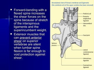  Forward-bending with aForward-bending with a
flexed spine increasesflexed spine increases
the shear forces on thethe shear forces on the
spine because of stretchspine because of stretch
of the interspinousof the interspinous
ligaments and theligaments and the
superincumbent weight.superincumbent weight.
 Extensor muscles thatExtensor muscles that
cancan prevent anteriorprevent anterior
shearshear on superioron superior
vertebrae are silentvertebrae are silent
when lumbar spinewhen lumbar spine
flexion is far enough toflexion is far enough to
void protection againstvoid protection against
shear.shear.
 