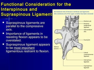 Functional Consideration for theFunctional Consideration for the
Interspinous andInterspinous and
Supraspinous LigamentsSupraspinous Ligaments
 Supraspinous ligaments areSupraspinous ligaments are
parallel to the compressiveparallel to the compressive
axis.axis.
 Importance of ligaments inImportance of ligaments in
resisting flexion appears to beresisting flexion appears to be
overstated.overstated.
 Supraspinous ligament appearsSupraspinous ligament appears
to beto be most importantmost important
ligamentous restraint to flexion.ligamentous restraint to flexion.
 