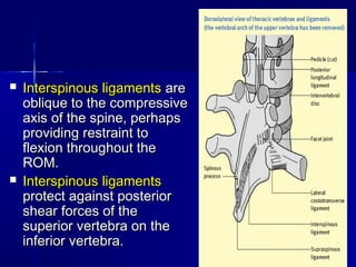  Interspinous ligamentsInterspinous ligaments areare
oblique to the compressiveoblique to the compressive
axis of the spine, perhapsaxis of the spine, perhaps
providing restraint toproviding restraint to
flexion throughout theflexion throughout the
ROM.ROM.
 Interspinous ligamentsInterspinous ligaments
protect against posteriorprotect against posterior
shear forces of theshear forces of the
superior vertebra on thesuperior vertebra on the
inferior vertebra.inferior vertebra.
 